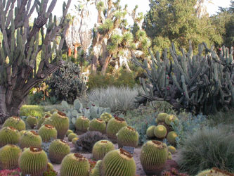 cactus01