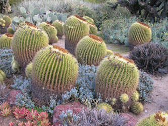 cactus02