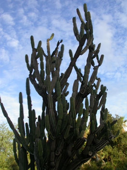 cactus03