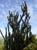 cactus03