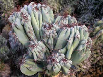 cactus06