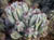 cactus06