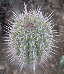 cactus07