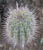 cactus07