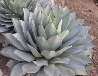 cactus08