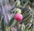 fleur (3)