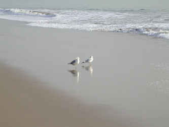 mouettes