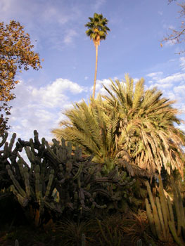 palmiers et cactus