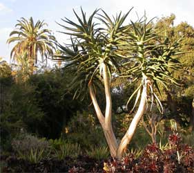 palmiers et cactus (2)