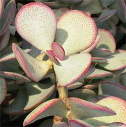 plante grasse